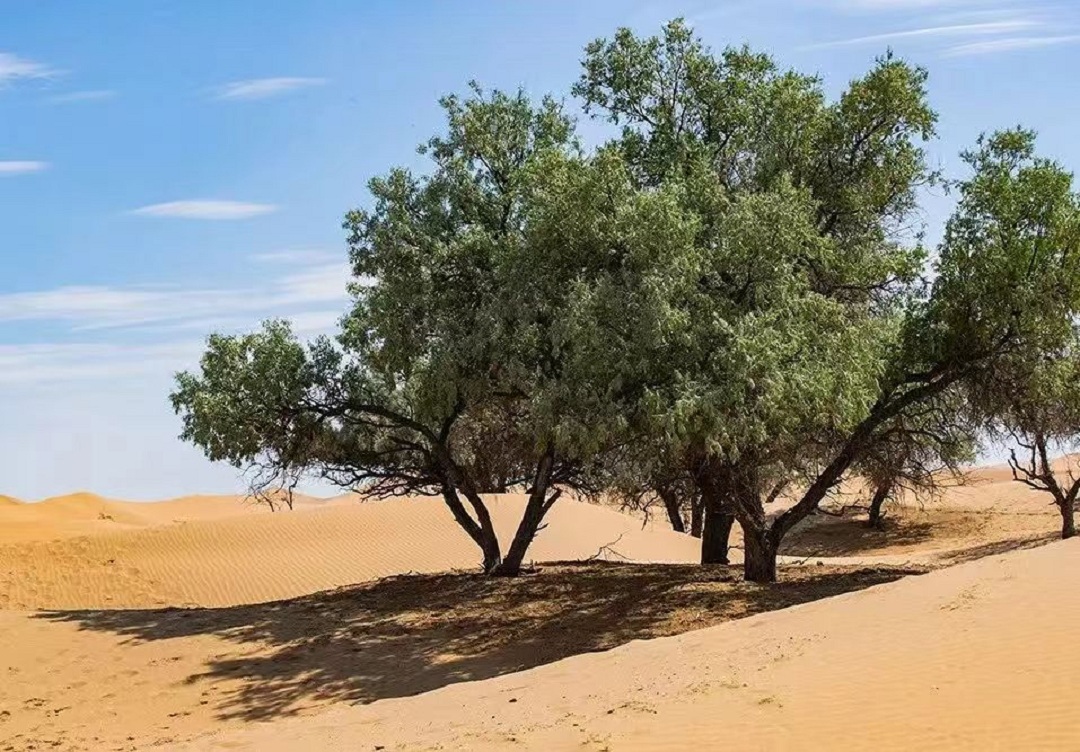 1720754114423909.jpg 2新.jpg